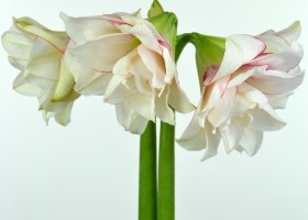 hippeastrum Elvas ® (1)